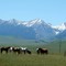 Horse herd with Absaroka Mountains in Background June 28, 2008