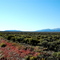 Fall colors south of Wells Nv. on U.S. 93