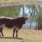 Texas Longhorn, Lampasas TX