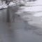 ducks on owarka creek