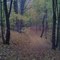 on the autumn trail @ godfreys pond