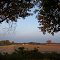 Field Framed by Trees