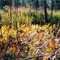 Fall Ferns