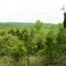 Carroll Cabin Barrens trail overlook