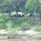 Tennessee River Bank