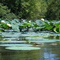 Lillypad field