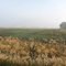 Crops Pattern in Morning Mist