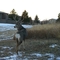 Deer in Town