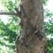 Bullsnake Slithering up a Tree in Crow Butte Campground