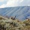 Wild Ram in Oregon