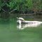 Sunning Turtle