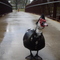 Duck on the bridge