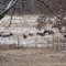 Wild turkeys seen from 435 Rd.