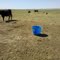 T4599 Pasture East Stevens Area CSP 2011 Supplement Area