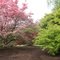 Japanese Maples