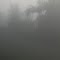 Trees in the morning fog 2012-05