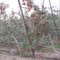 COSECHA DE MANZANAS