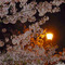 Cherry Blossoms at Night