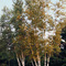 Birches in Early Fall, near Malone, New York