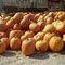 1994 9 Interstate Higway 73 Skippack Pike Philadelphia Center Square, zucche per Halloween
