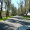 willows