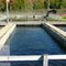 Salmon in holding tank