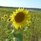 Ricki's sunflower