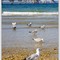 “Mackinac Bridge” – Michigan USA © JMR 2008