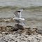 Hugging Sea Gulls at Mackinac Island