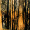 Bond Swamp