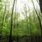 Broadneck Swamp canopy gap (2009)