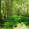 Broadneck Swamp logging canal spoil bank (2009)