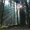 Sonnenstrahlen im Wald - Sunrays In The Forest