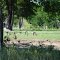 Goose Family
