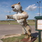 Wampus Cat