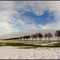 merli: Allee