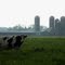 Grazing