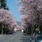 Jugenheim an der Bergstraße; Frühling in Vollendung (TR)