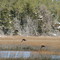 Hooded Mergansers, Quinby Bridge Rd. Jan '08