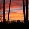 Sunrise on Dahl Swamp