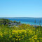 Harbor Springs View