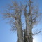 Camelot Run Tree