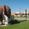 Steer and Walgreens