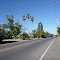 Palm trees and utility wires over Hurley