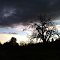 Fractal Oak between earth and sky