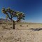 A Joshua Tree, Mojave, CA, 6/08