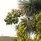 Yucca or Cabbage Tree
