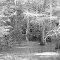 Swamp near Pearl River LA