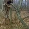 Say 'ahh', strange tree symbiosis, summit ridge of Glade mountain