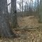 Two big oaks side-by-side, summit of Locust Mountain